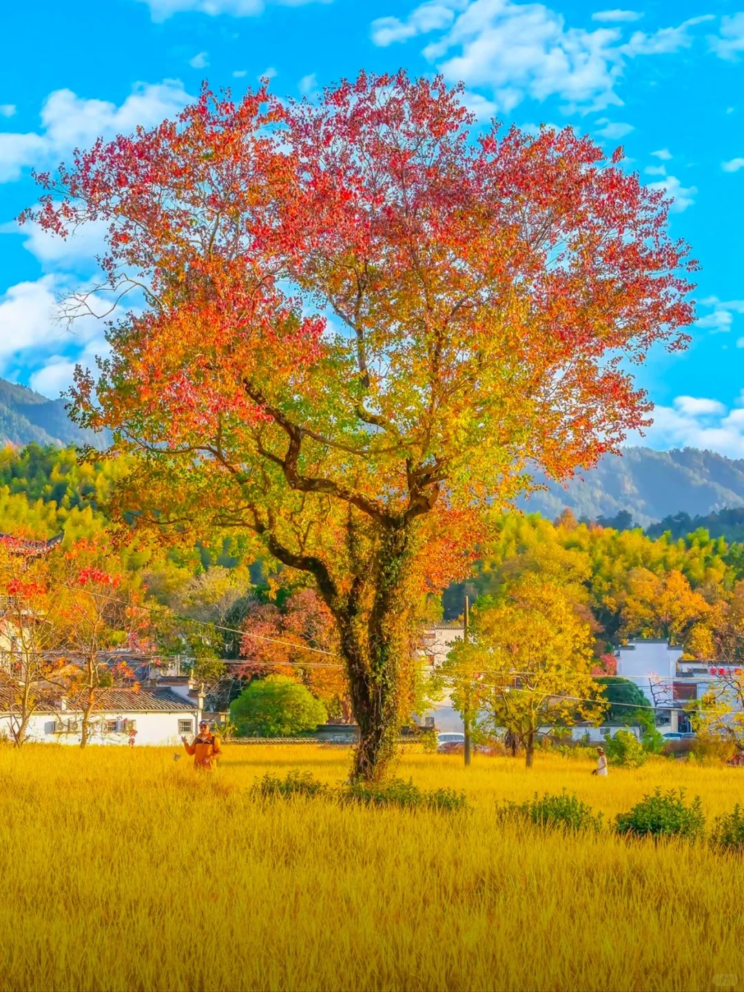 塔川的秋天美哭了😭，根本没有平替_2_麦客旅行_宏村西递-古镇-来自52tours 我爱旅游网